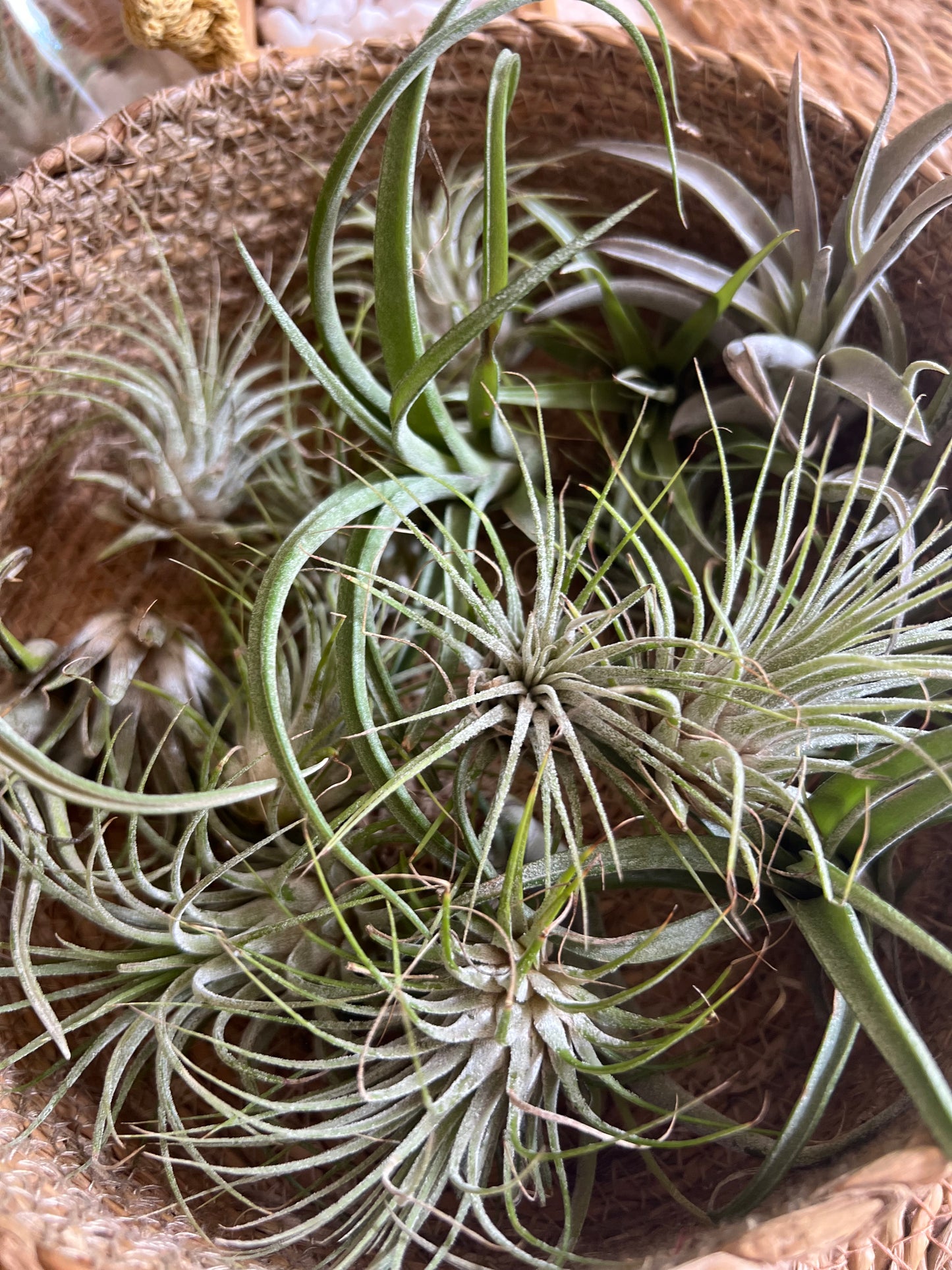 Craft & Coffee - Macrame Air Plant Hanger Workshop - 28th August 2025 - Basingstoke - The Potting Shed